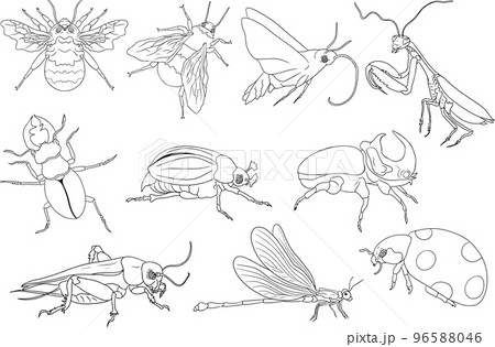 Beetles coloring pages. Detailed illustration bugs set. Vector, hand drawn illustration. Beetles coloring pages. Detailed illustration bugs set. Vector, hand drawn illustration. 96588046