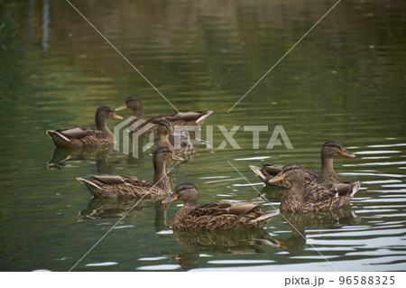 Flock of ducks swimming in the lake 96588325