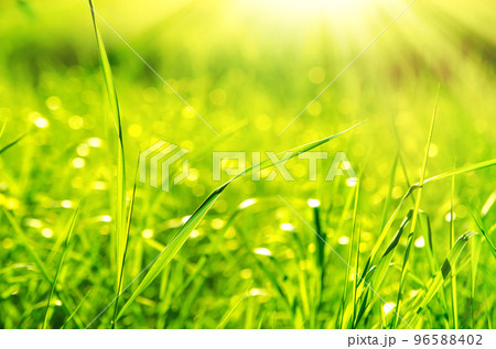 green grass 96588402