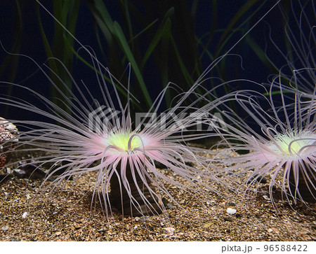 Various brightly colored anemones 96588422