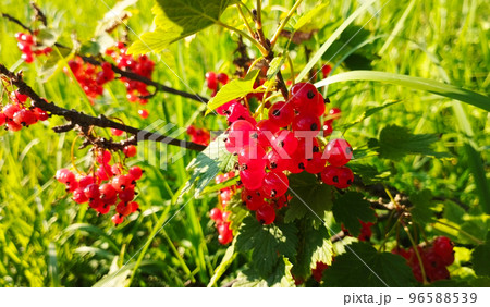 Branch of red currant bush with ripe berries 96588539