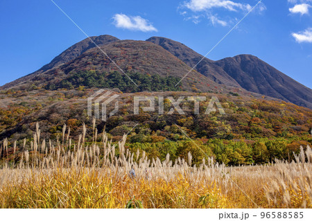 長者原の紅葉とススキ 長者原の紅葉とススキ 96588585