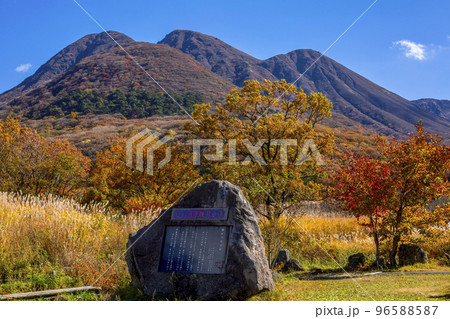 長者原の紅葉とススキ 長者原の紅葉とススキ 96588587