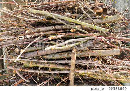 branch of woods 96588640