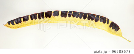 Unusual acacia Gleditsia pod are similar to piano keys, black and white close up isolated on white Unusual acacia Gleditsia pod are similar to piano keys, black and white close up isolated on white 96588673