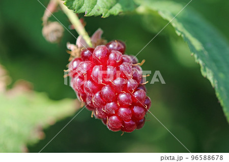 Cultivated ripe tummelberry fruit in close up 96588678