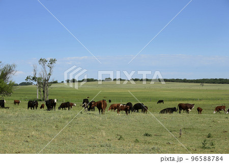 Cattle in Argentine countryside, Buenos Aires Province, Argentina. Cattle in Argentine countryside, Buenos Aires Province, Argentina. 96588784