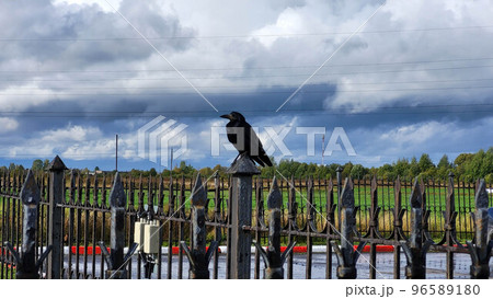 A rook sitting on a fence post after a rain on an autumn day 96589180