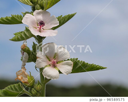 白いマロウの花 96589575