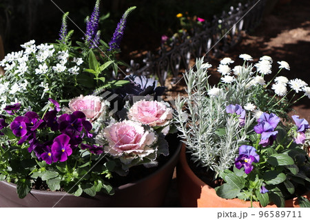 白い小花寄せ植え＆寄せ鉢 96589711