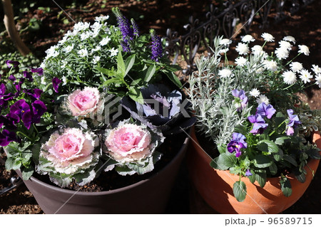 葉牡丹の花寄せ植え＆寄せ鉢 96589715