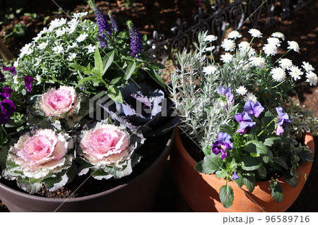 葉牡丹の花寄せ植え&寄せ鉢 葉牡丹の花寄せ植え&寄せ鉢 96589716