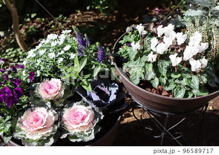 葉牡丹の花寄せ植え＆寄せ鉢 96589717