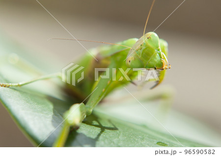 カマを舐めるカマキリ 96590582