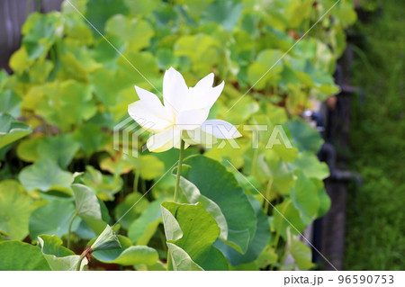 ハスの花 96590753