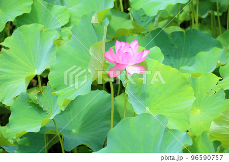 ハスの花 ハスの花 96590757