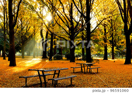 代々木公園の紅葉 銀杏 光芒 代々木公園の紅葉 銀杏 光芒 96591060