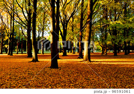 代々木公園の紅葉 銀杏  光芒 96591061