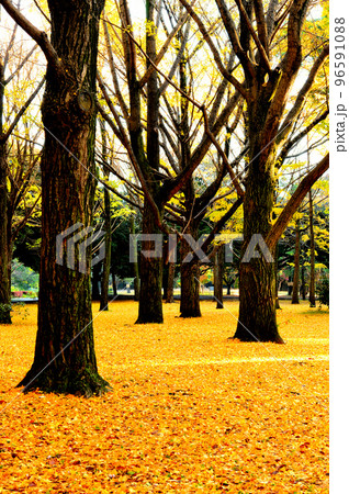 代々木公園の紅葉 銀杏  光芒 96591088