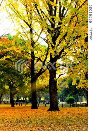 代々木公園の紅葉 銀杏  光芒 96591089