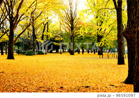 代々木公園の紅葉 銀杏  光芒 96591097
