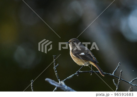 ジョウビタキ 96591683