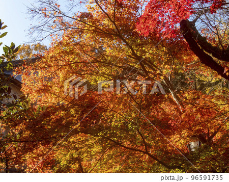 秋晴れと紅葉の風景 秋晴れと紅葉の風景 96591735
