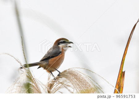 モズ モズ 96591753