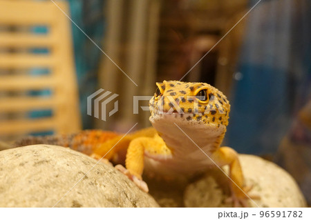 レオパードゲッコー レオパードゲッコー 96591782