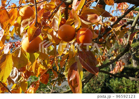 富有柿 実りの秋の風景 富有柿 実りの秋の風景 96592123