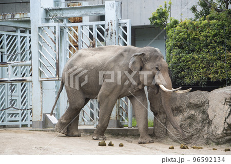 上野動物園　アジアゾウ 96592134