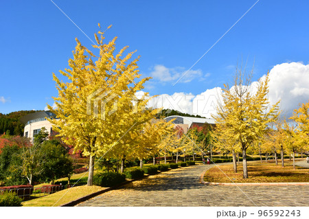 ふくい健康の森健康 スポーツ公園 イチョウの紅葉 ふくい健康の森健康 スポーツ公園 イチョウの紅葉 96592243