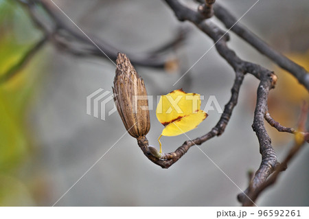 秋の白いユリノキの実（秋、十一月） 96592261