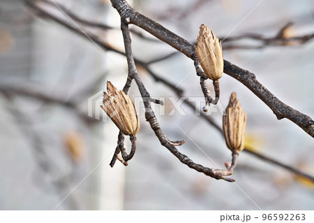 秋の白いユリノキの実(秋、十一月) 秋の白いユリノキの実(秋、十一月) 96592263