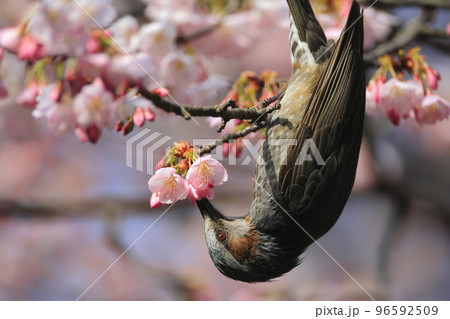 逆さまでサクラの蜜を吸うヒヨドリ 96592509