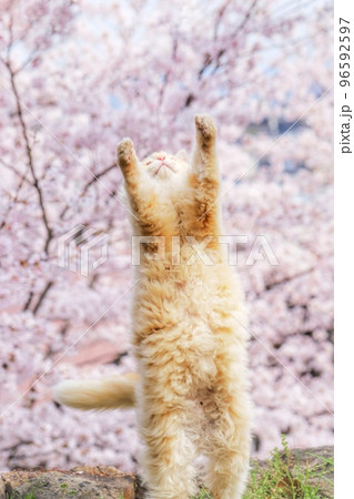 桜と猫09 桜と猫09 96592597