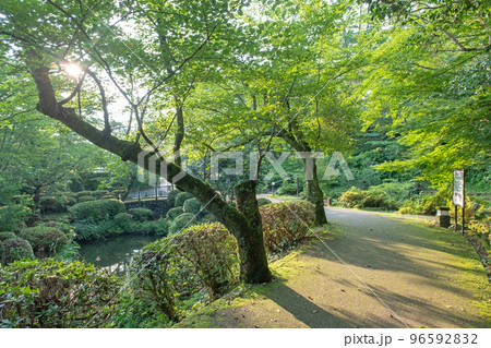 公園の朝　新緑の散歩道（打吹公園） 96592832