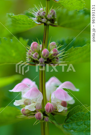 踊り子草 踊り子草 96593151