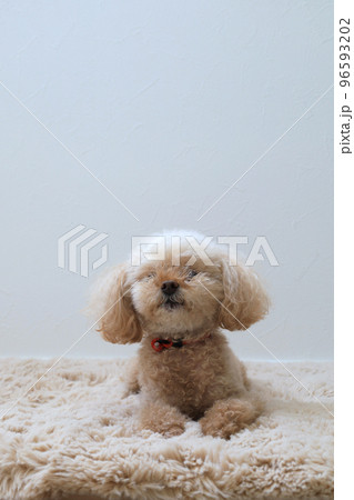 見上げるモコモコトイプードル 見上げるモコモコトイプードル 96593202