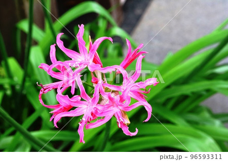 冬の花 ネリネが咲き始めました！ 96593311