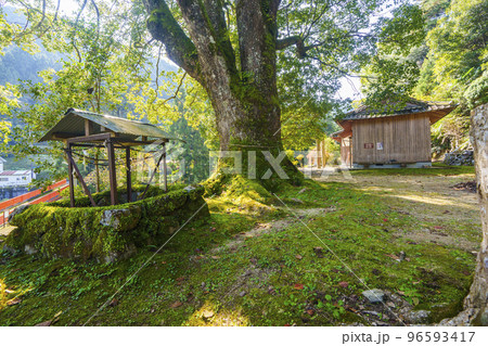 流谷八幡神社 境内にある樹齢300年を越える大イチョウの木（大阪府河内長野市天見） 96593417