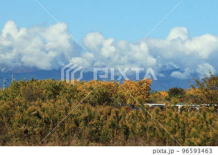稲沢市祖父江町「ぎんなんパーク」のイチョウの黄葉 96593463