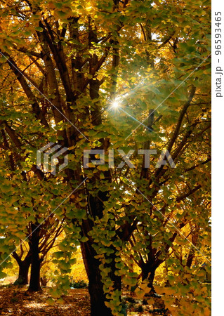 稲沢市祖父江町「ぎんなんパーク」のイチョウの黄葉 96593465