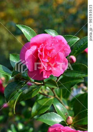 植物園で栽培された山茶花(さざんか)ピンク色 植物園で栽培された山茶花(さざんか)ピンク色 96593635