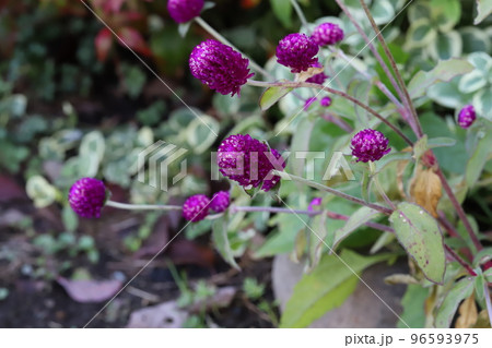 日本の秋の庭に咲く濃いピンク色のセンニチコウの花 96593975