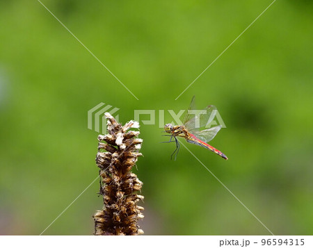 植物に飛びつくアキアカネ 96594315
