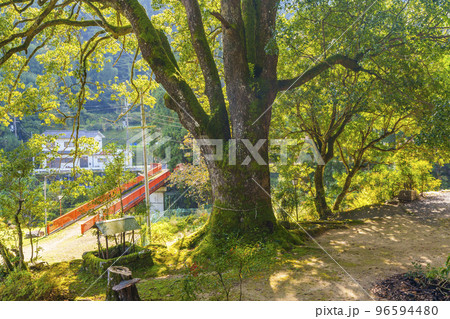 流谷八幡神社 境内にある樹齢300年を越える大イチョウの木（大阪府河内長野市天見） 96594480