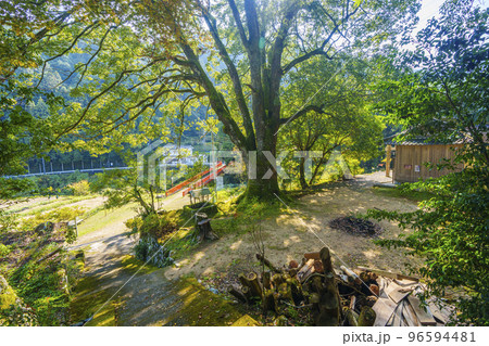 流谷八幡神社 境内にある樹齢300年を越える大イチョウの木(大阪府河内長野市天見) 流谷八幡神社 境内にある樹齢300年を越える大イチョウの木(大阪府河内長野市天見) 96594481