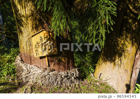 流谷八幡神社 勧請杉(鳥居杉)(大阪府河内長野市天見) 流谷八幡神社 勧請杉(鳥居杉)(大阪府河内長野市天見) 96594545
