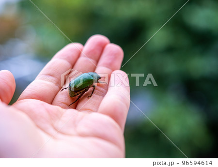 手のひらのアオドウガネ 手のひらのアオドウガネ 96594614